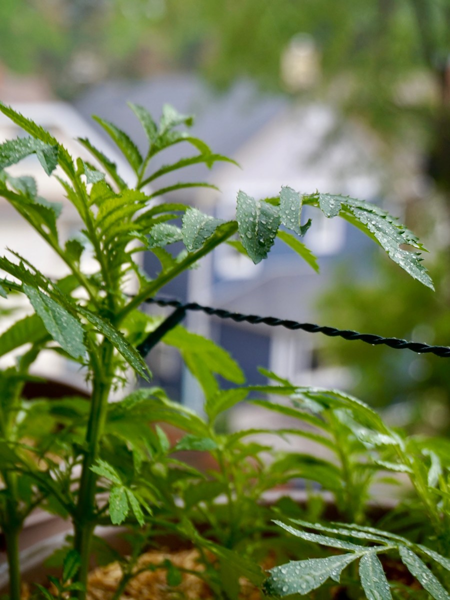 Where Are My Lady&nbsp;Bugs?