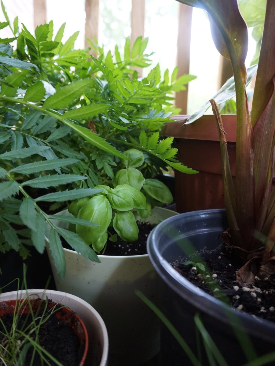 An Emerging Green&nbsp;Thumb