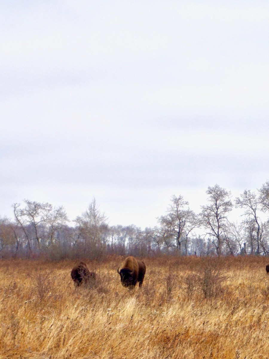 Lake Audy Bison&nbsp;Range