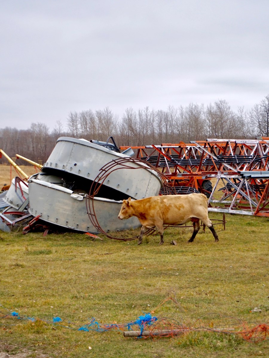 Junkyard Cows and Fields on&nbsp;Fire