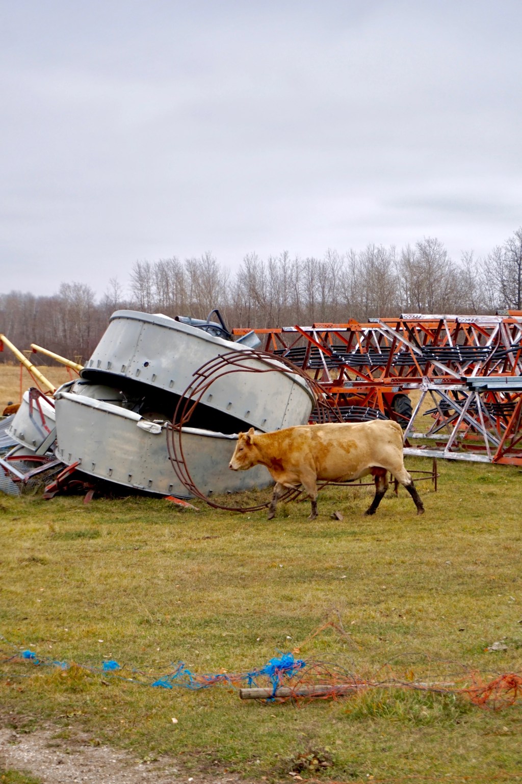 Junkyard Cows and Fields on&nbsp;Fire