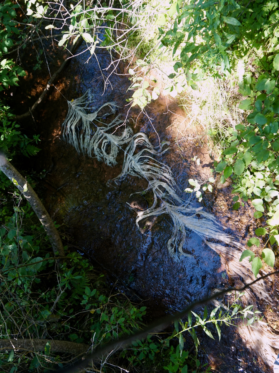 I Know This Forest Like the Back of My&nbsp;Hand