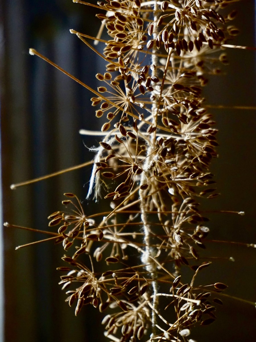 Sprouting, growing, eating, thriving, seeding, dying,&nbsp;drying