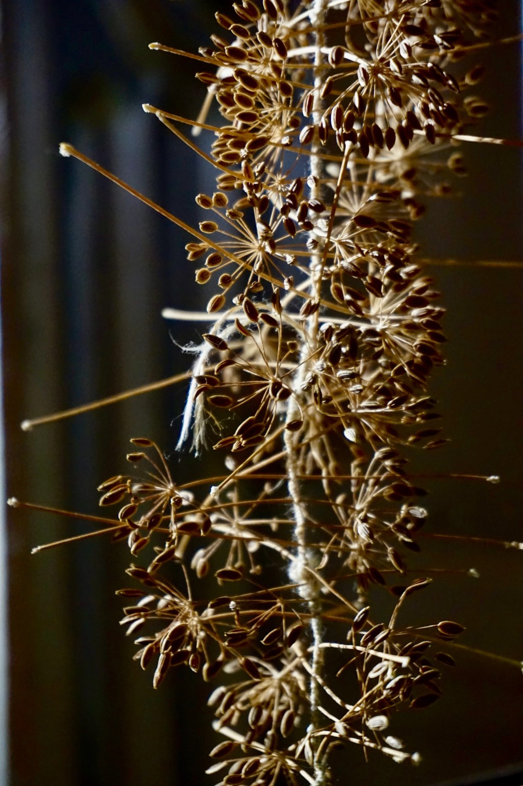 Sprouting, growing, eating, thriving, seeding, dying,&nbsp;drying