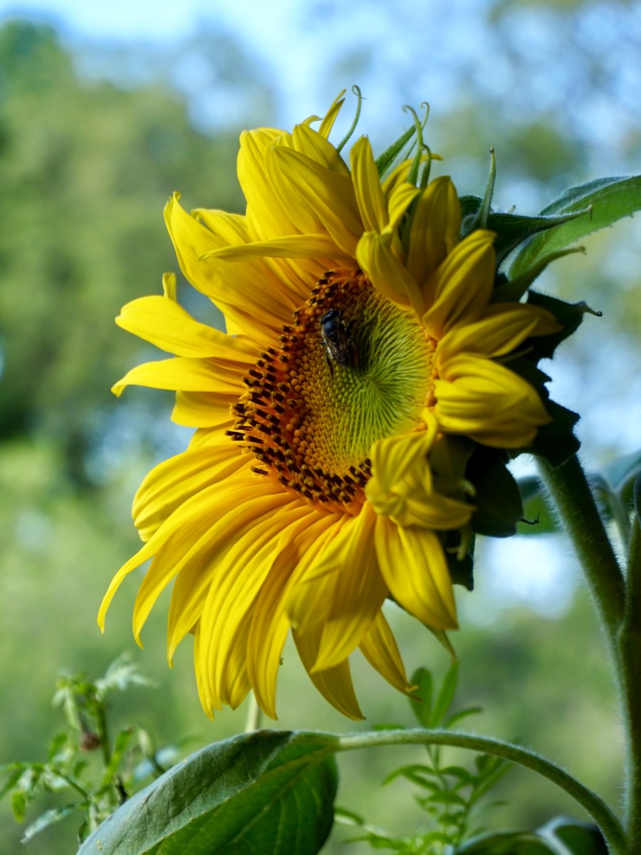 Plants and Pollinators